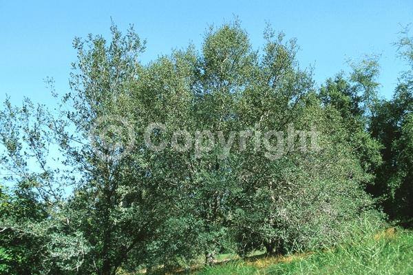 Brown blooms; Deciduous; North American Native