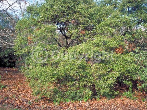 Brown blooms; Evergreen; North American Native