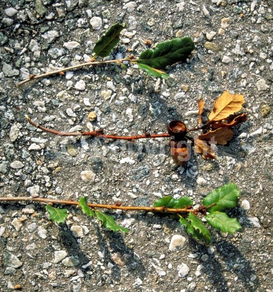 Brown blooms; Evergreen; North American Native