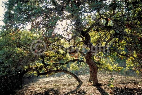 Brown blooms; Evergreen; North American Native