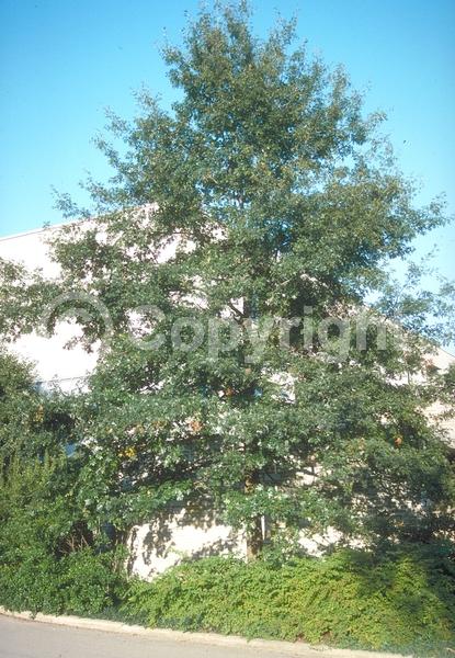 Brown blooms; Deciduous; Broadleaf; North American Native