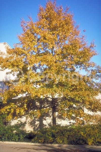 Brown blooms; Deciduous; Broadleaf; North American Native