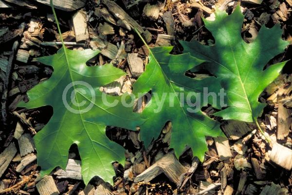 Brown blooms; Deciduous; Broadleaf; North American Native