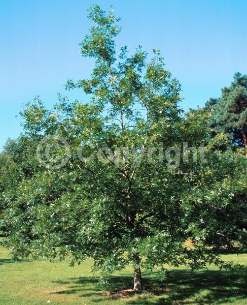 Brown blooms; Deciduous; Broadleaf; North American Native
