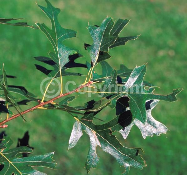 Brown blooms; Deciduous; Broadleaf; North American Native
