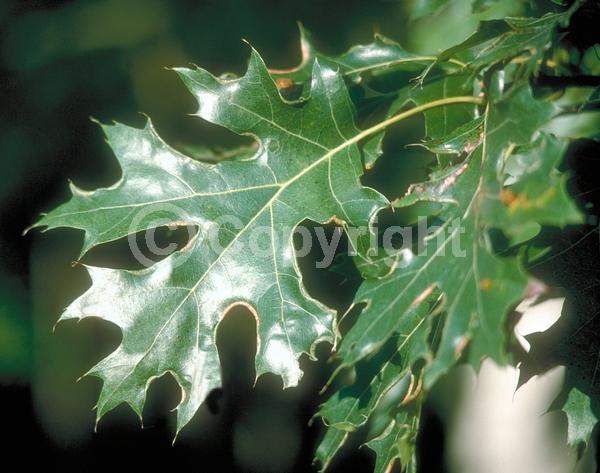 Brown blooms; Deciduous; Broadleaf; North American Native