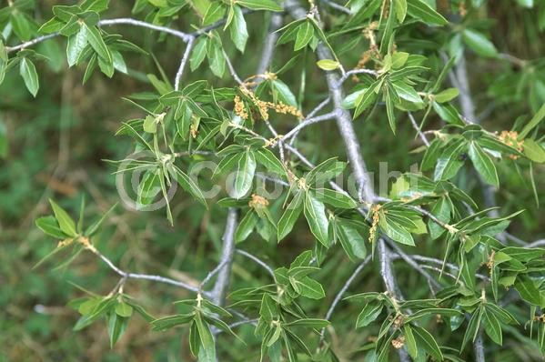 Yellow blooms; Brown blooms; Evergreen; Broadleaf; North American Native