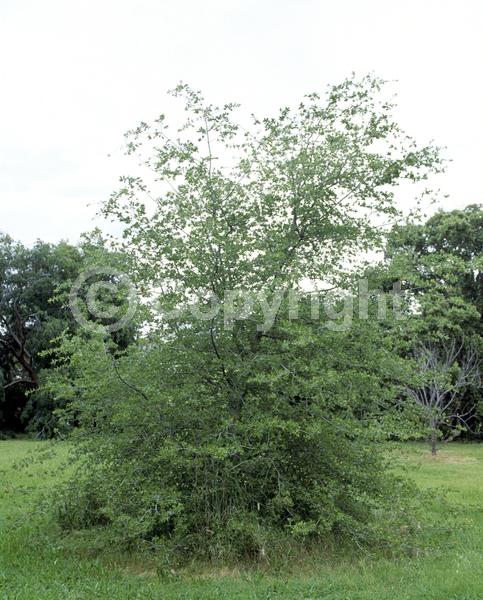 Yellow blooms; Brown blooms; Evergreen; Broadleaf; North American Native