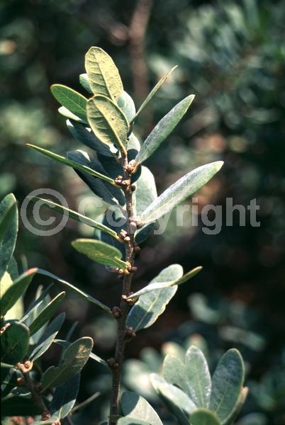 Brown blooms; Evergreen; North American Native