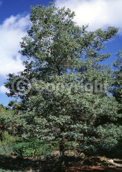 Brown blooms; Evergreen; North American Native