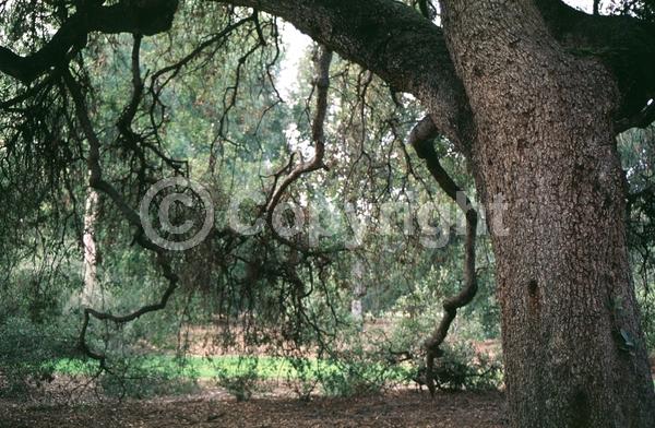 Brown blooms; Evergreen; North American Native