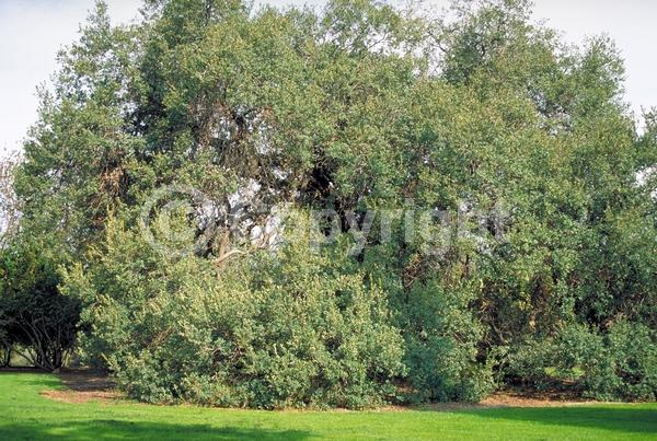 Brown blooms; Evergreen; North American Native