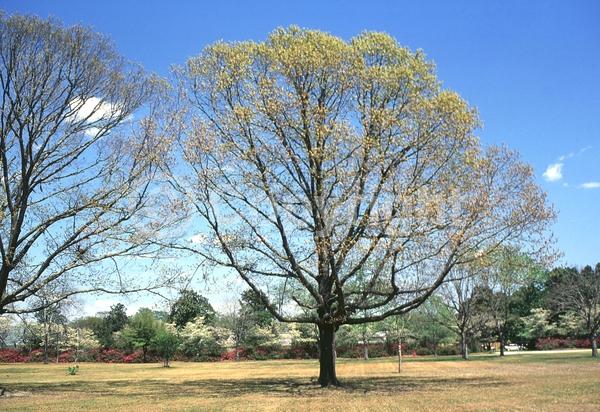 Brown blooms; Deciduous; Broadleaf; North American Native