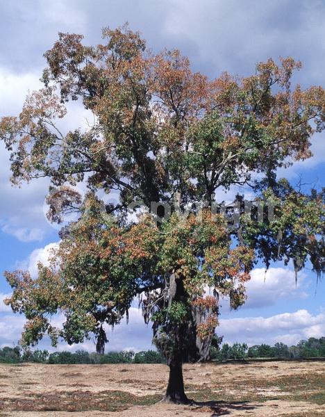 Brown blooms; Deciduous; Broadleaf; North American Native