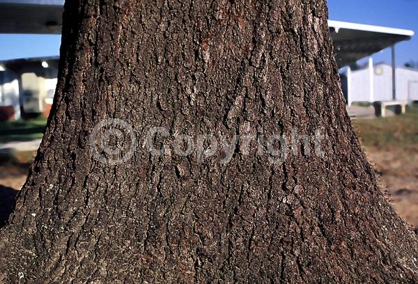 Brown blooms; Deciduous; Broadleaf; North American Native