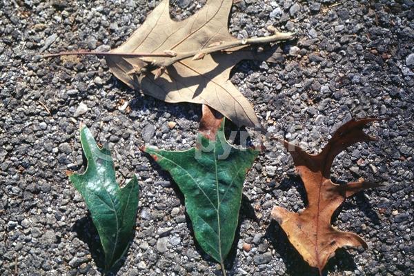 Brown blooms; Deciduous; Broadleaf; North American Native