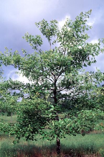 Brown blooms; Deciduous; Broadleaf; North American Native