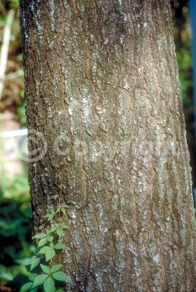 Brown blooms; Deciduous; Broadleaf; North American Native
