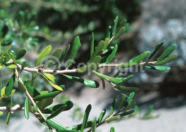 Brown blooms; Evergreen; Semi-evergreen; Broadleaf; North American Native