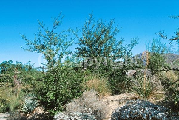 Brown blooms; Evergreen; Semi-evergreen; Broadleaf; North American Native