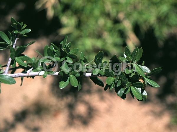 Brown blooms; Evergreen; Semi-evergreen; Broadleaf; North American Native