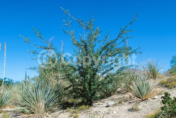 Brown blooms; Evergreen; Semi-evergreen; Broadleaf; North American Native