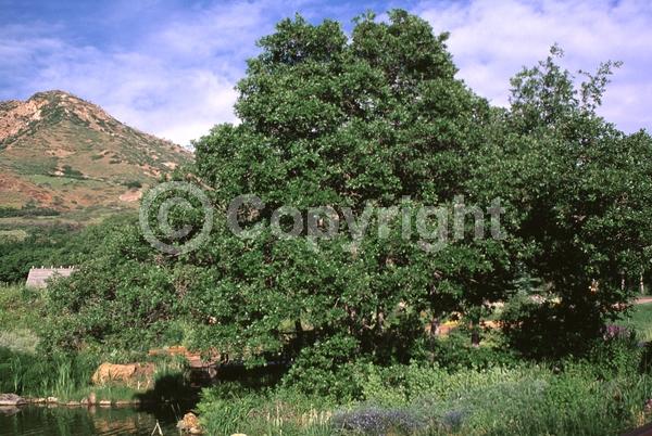 Yellow blooms; Deciduous; North American Native