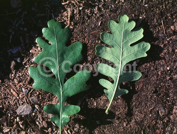 Yellow blooms; Deciduous; North American Native