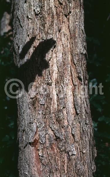 Yellow blooms; Deciduous; North American Native