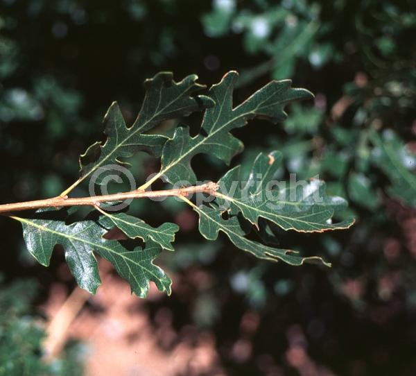 Yellow blooms; Deciduous; North American Native