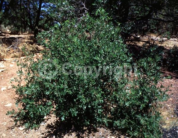 Yellow blooms; Deciduous; North American Native
