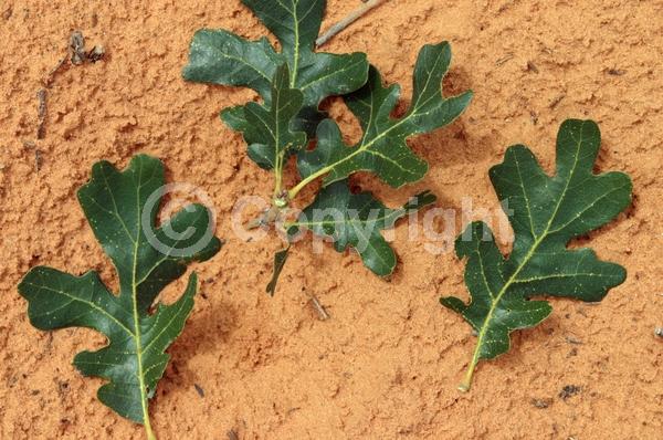 Yellow blooms; Deciduous; North American Native
