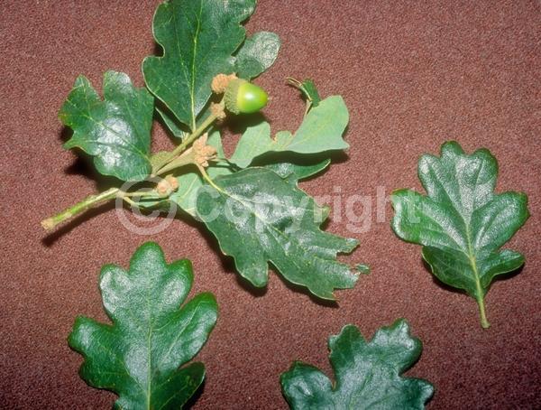Brown blooms; Deciduous; Broadleaf; North American Native