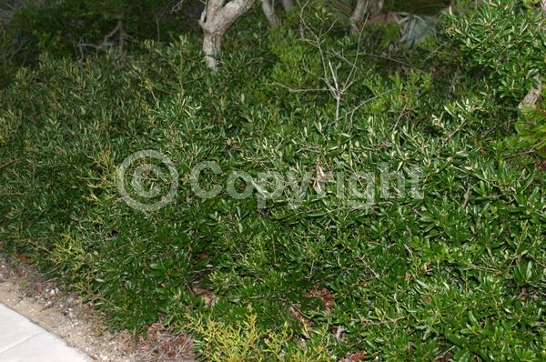 Brown blooms; Evergreen; Semi-evergreen; Broadleaf; North American Native