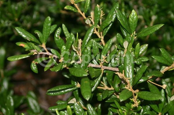 Brown blooms; Evergreen; Semi-evergreen; Broadleaf; North American Native