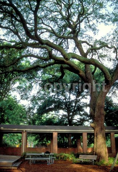 Brown blooms; Evergreen; Semi-evergreen; Broadleaf; North American Native