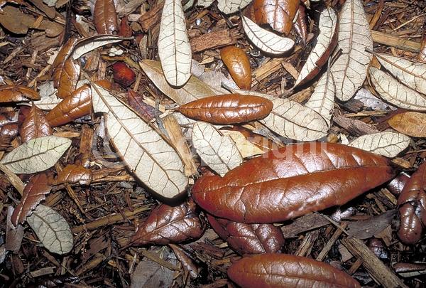 Brown blooms; Evergreen; Semi-evergreen; Broadleaf; North American Native