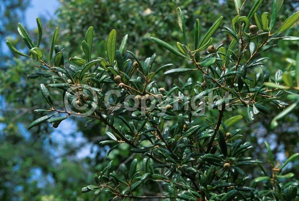 Brown blooms; Evergreen; Semi-evergreen; Broadleaf; North American Native