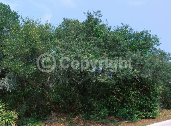 Brown blooms; Evergreen; Semi-evergreen; Broadleaf; North American Native