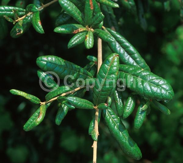 Brown blooms; Evergreen; Semi-evergreen; Broadleaf; North American Native