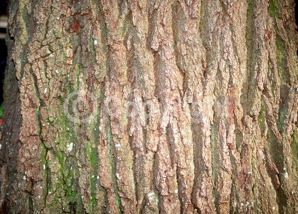 Brown blooms; Evergreen; Semi-evergreen; Broadleaf; North American Native