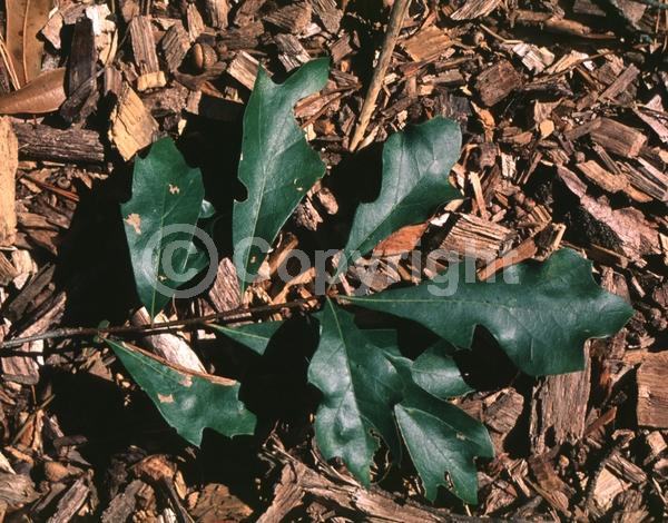 Brown blooms; Semi-evergreen; North American Native