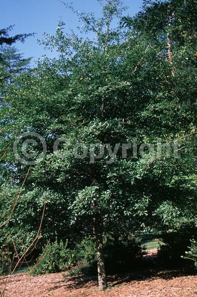 Brown blooms; Semi-evergreen; North American Native