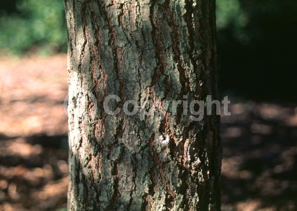 Brown blooms; Semi-evergreen; North American Native