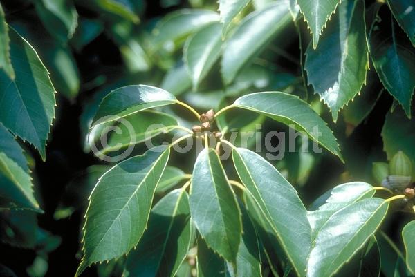 Brown blooms; Evergreen; Broadleaf