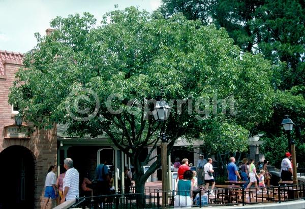 Brown blooms; Evergreen; Broadleaf