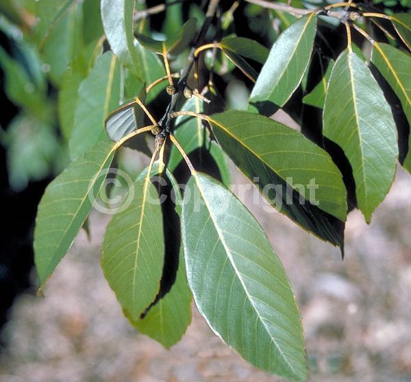 Brown blooms; Evergreen; Broadleaf