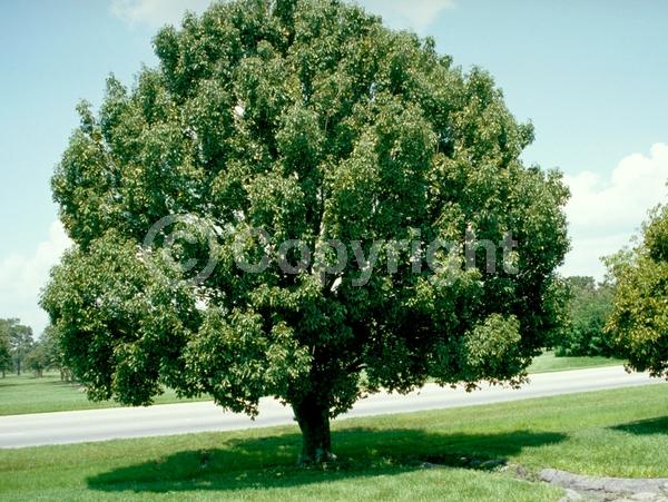 Brown blooms; Evergreen; Broadleaf