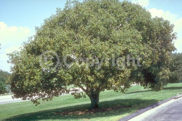 Brown blooms; Evergreen; Broadleaf