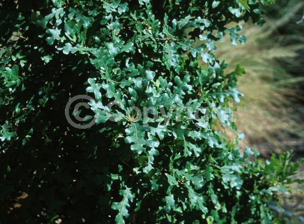 Brown blooms; Deciduous; Broadleaf; North American Native